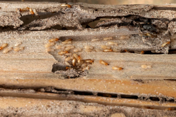 Best Wildlife Control Services  in Elm Creek, NE